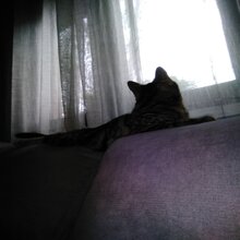 Masaje erótico tántrico