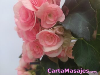 primera imagen miniatura: UN RICO MASAJE RELAJA NUESTRO CUERPO Y MENTE