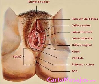sexta imagen miniatura: Quiromasajista profesional masculino para mujeres