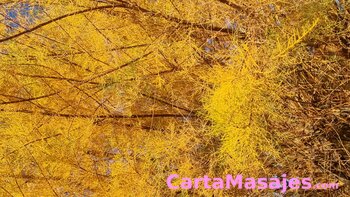 primera imagen miniatura: Señor para mugeres masajes heroticos